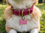 Medaglietta Personalizzata per Cani: Crea il tuo Sfondo e Aggiungi il Nome